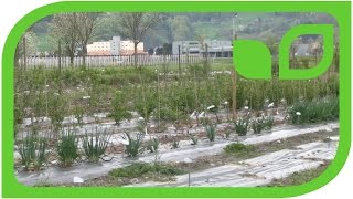 Berry Breeding Fields in Switzerland 2016