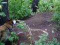 A squirrel teases Kishka