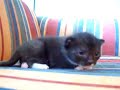 Ouji 16 days Ouji 16 days