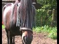 Lahmheitsdiagnostik beim Pferd
