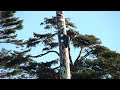 Totem pole surprise