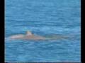 WWF and ING DIRECT in Channel Ten report on Snubfin Dolphin