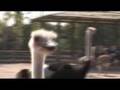 WMV-H17