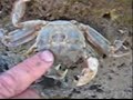 CANGREJOS CRABS CANGREJOS CRABS