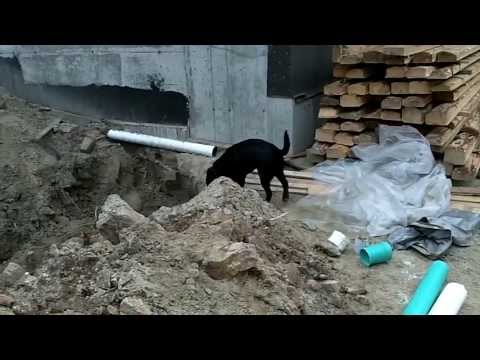Black labrador puppy goes wild!!!!