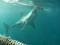 Great White Sharks and Whales in South Africa