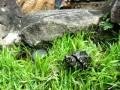 videos de Spotted Pond Turtles (Geoclemys hamiltonii)