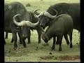 I GoodSearch for the William Holden Wildlife Foundation