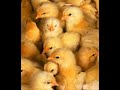 Naked Chicks