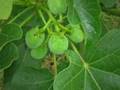BIOFUELS-Strategy-pn
