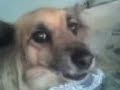 funny dog