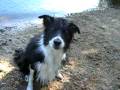 videos de My Dog, Clancy, Getting Frustrated with His New Toy