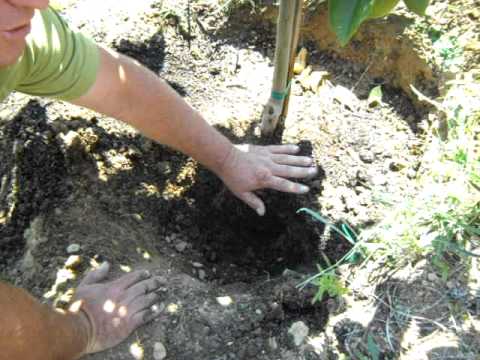 how to fertilize lime trees