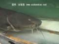 ジャウー（Paulicea luetkeni）：人喰いナマズの異名を持つ Zungaro zungaro