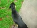 A Dogs Life