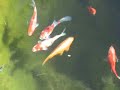 Bassin de jardin
