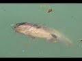 A Harlan County Fishpond A Harlan County Fishpond