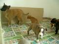 videos de Amstaff puppies Negkeny´s Bohemia and Tervueren puppies Best Choice Aboriginal Mystery