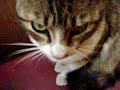 Sound Cat Sound Cat