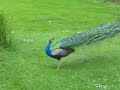 peacock peacock