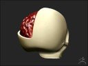 DaVinci Challenge - Human Brain Study Sculpt