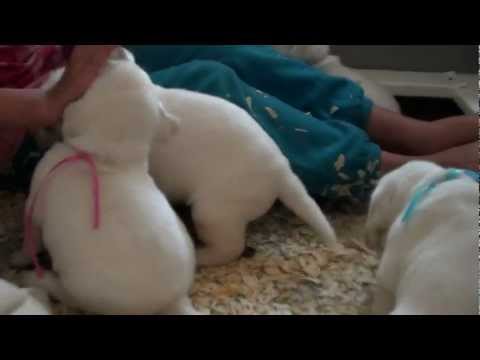 White Labrador Babies