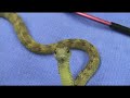 Hairy Bush Vipers (Atheris hispida)