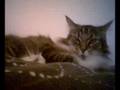Cat Nap