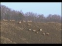 Elk in Kentucky on Reclaimed Coal Land Elk in Kentucky on Reclaimed Coal Land