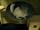 Pedro running on the flying saucer