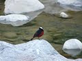 Click here to watch this video White-Capped Redstarts in India