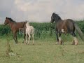 The Amazing Horse- Son Of The Wind