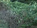 Extreme Bush Hopping (GIMZIK I)