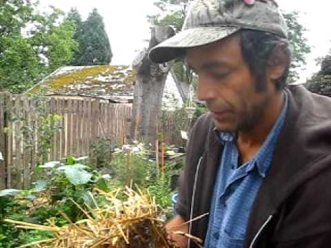 mushroom cultivation - In this video we inoculate straw with Nameeko and Oyster mushroom spawn. Mushroom Jordan explains the various steps in the process involved. Do it Yourself a...