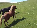 Wild poniesand Trev vid
