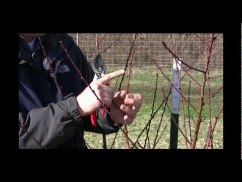 how to prune a peach tree