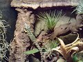 Abronia mixteca yellow phase Abronia mixteca yellow phase