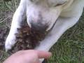my dog eating a pinecone, poopysmith(homestarrunner)