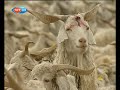 [Derin K�kler] Tiftik kecisi cobani