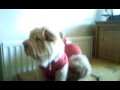Bear coat Sharpei Puppies 12wks