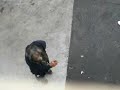 bum thinks he can channel through metal poles in san jose