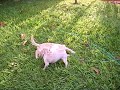 mortal kombat canino animality jaja