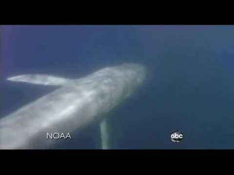 WHALES
