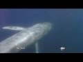 Blue Whale Migration Caught on Tape
