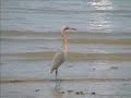 Pelicans in Texas