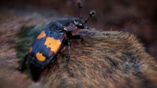 <h5>Brouci - MALÍ SUPERHRDINOVÉ PŘÍRODY I BUGS – NATURE’S LITTLE SUPERHEROES </h5>