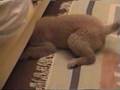 ゴールデンレトリバー（ちゃめ・子犬時代）／あたしゃアスリート