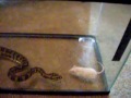 Jungle Carpet Python