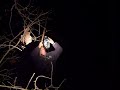 Oklahoma coon hunting at its best