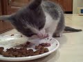 Learning to eat kitten food